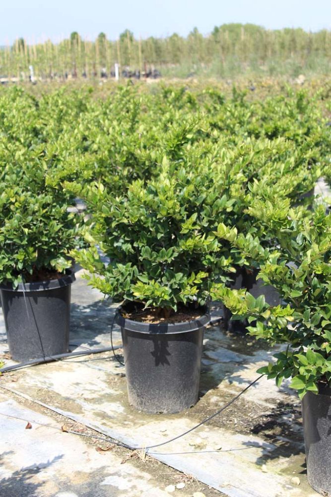 ligustrum-japonicum-japanese-privet-wax-leaf-ligustrum