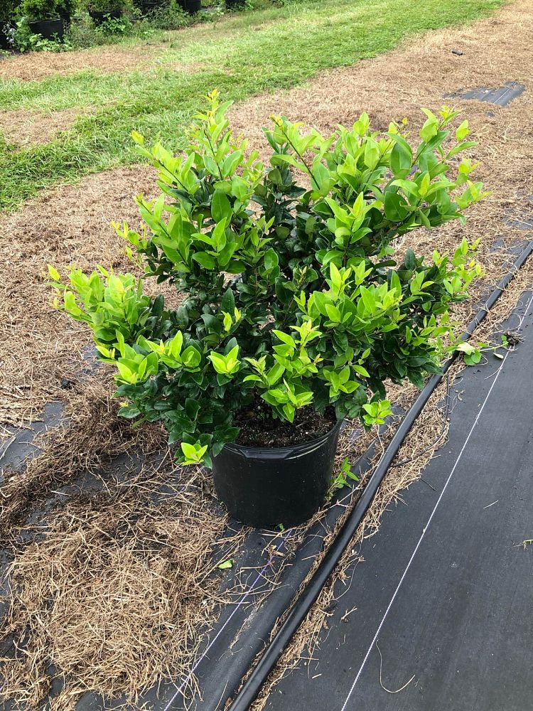 ligustrum-japonicum-japanese-privet-wax-leaf-ligustrum