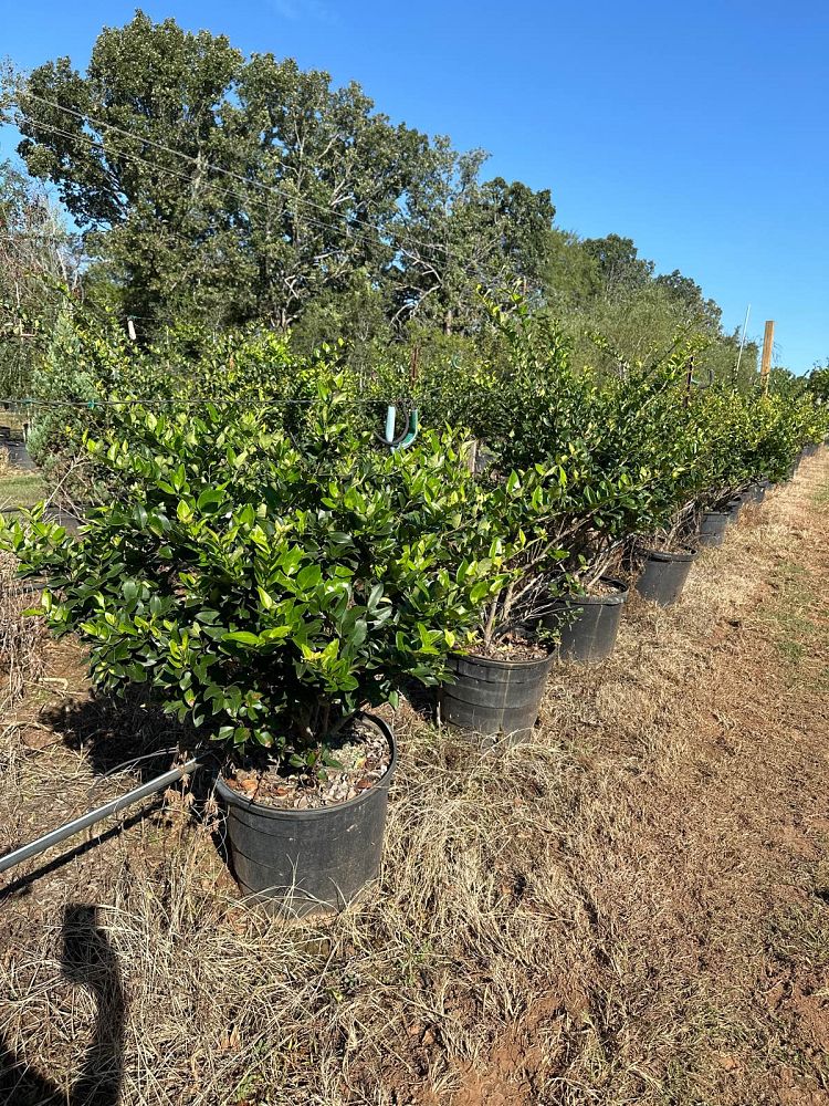 ligustrum-japonicum-japanese-privet-wax-leaf-ligustrum