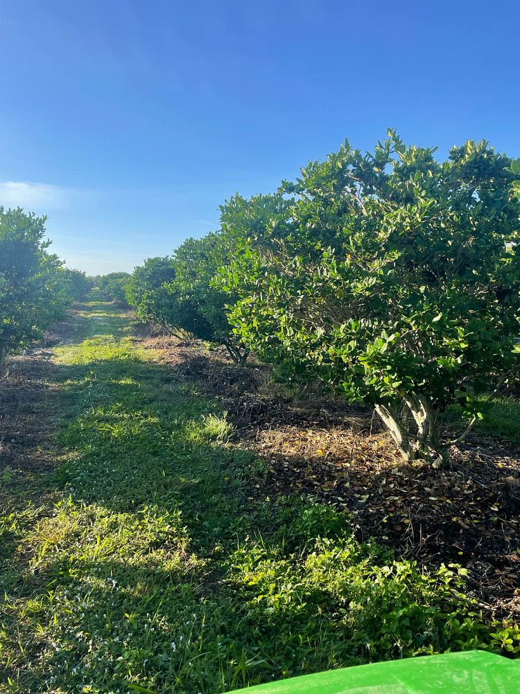 ligustrum-japonicum-japanese-privet-wax-leaf-ligustrum