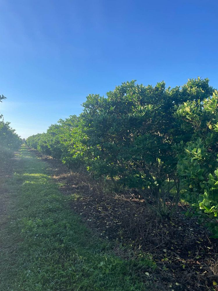 ligustrum-japonicum-japanese-privet-wax-leaf-ligustrum