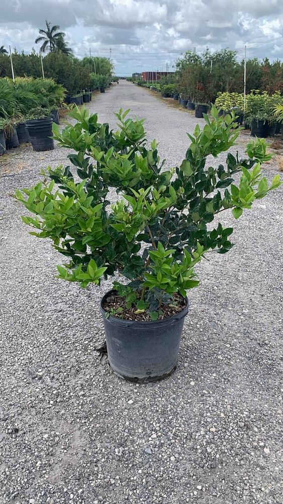 ligustrum-japonicum-japanese-privet-wax-leaf-ligustrum