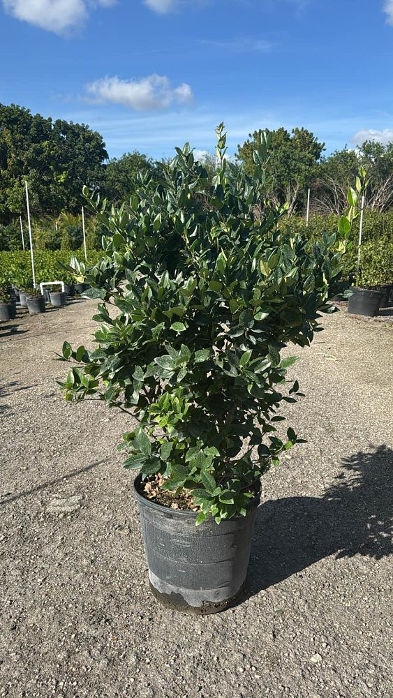 ligustrum-japonicum-japanese-privet-wax-leaf-ligustrum