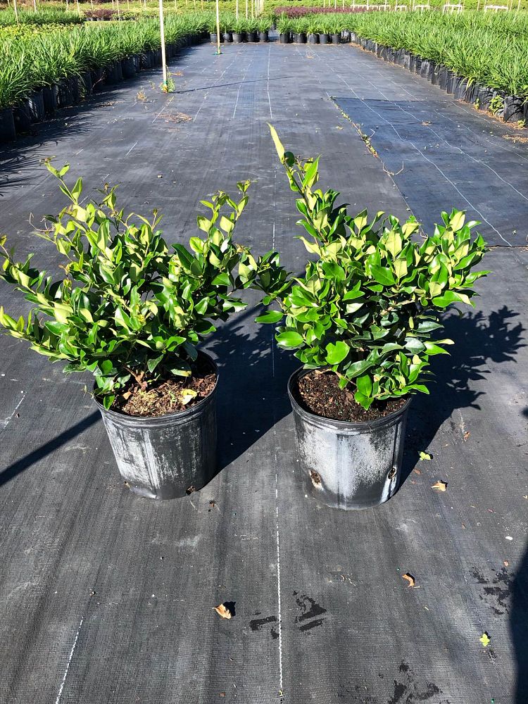 ligustrum-japonicum-japanese-privet-wax-leaf-ligustrum