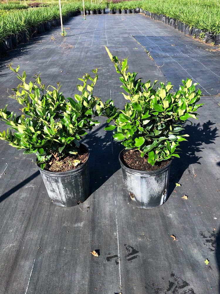 ligustrum-japonicum-japanese-privet-wax-leaf-ligustrum