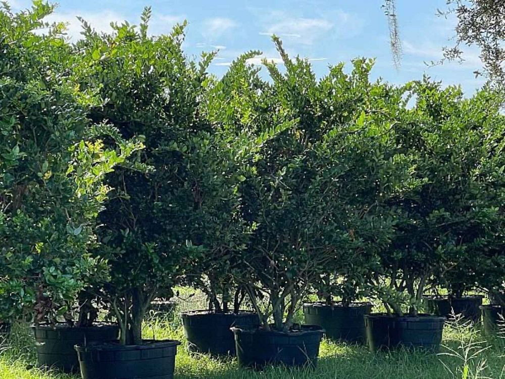 ligustrum-japonicum-japanese-privet-wax-leaf-ligustrum