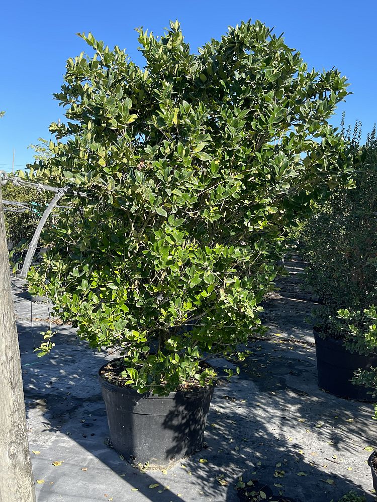 ligustrum-japonicum-japanese-privet-wax-leaf-ligustrum