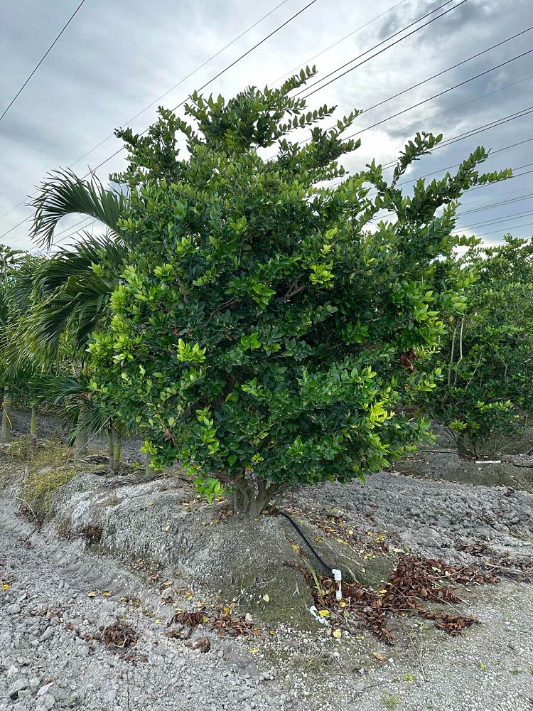 ligustrum-japonicum-japanese-privet-wax-leaf-ligustrum