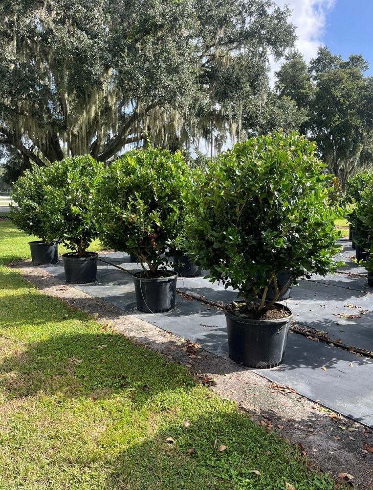 ligustrum-japonicum-japanese-privet-wax-leaf-ligustrum