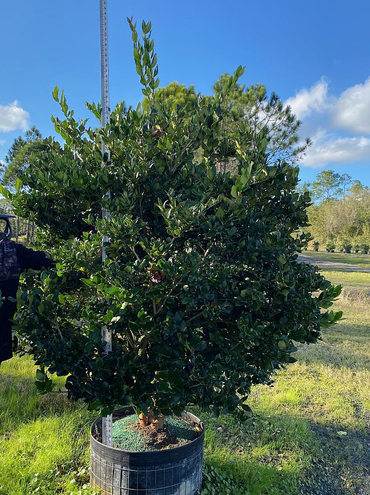 ligustrum-japonicum-japanese-privet-wax-leaf-ligustrum