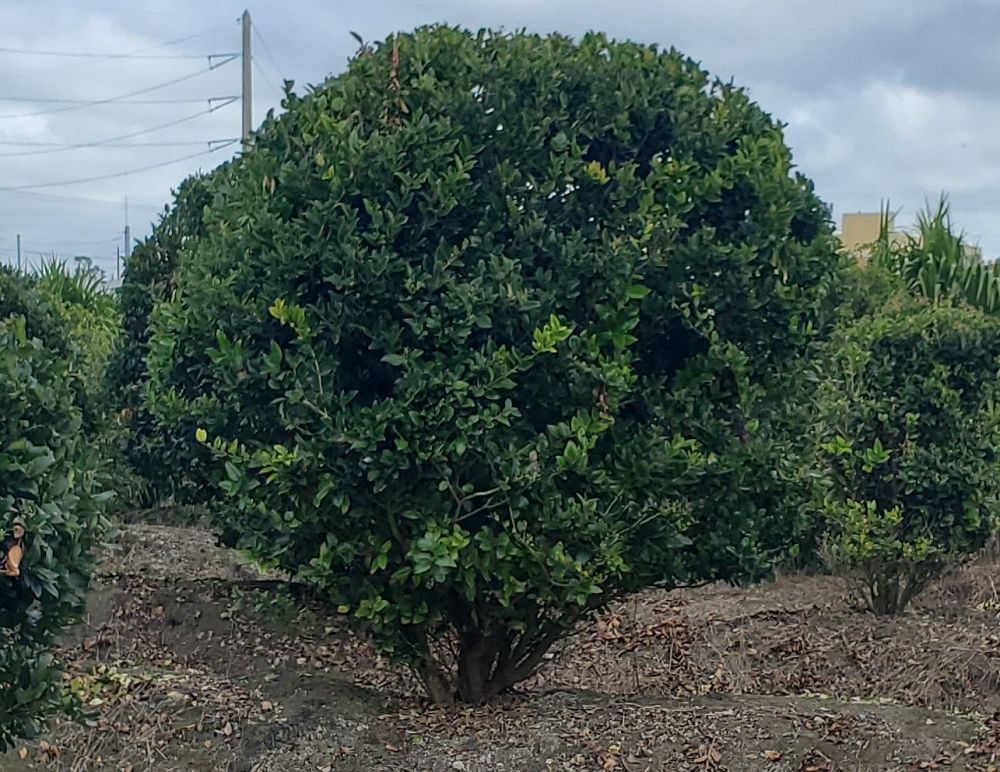 ligustrum-japonicum-japanese-privet-wax-leaf-ligustrum