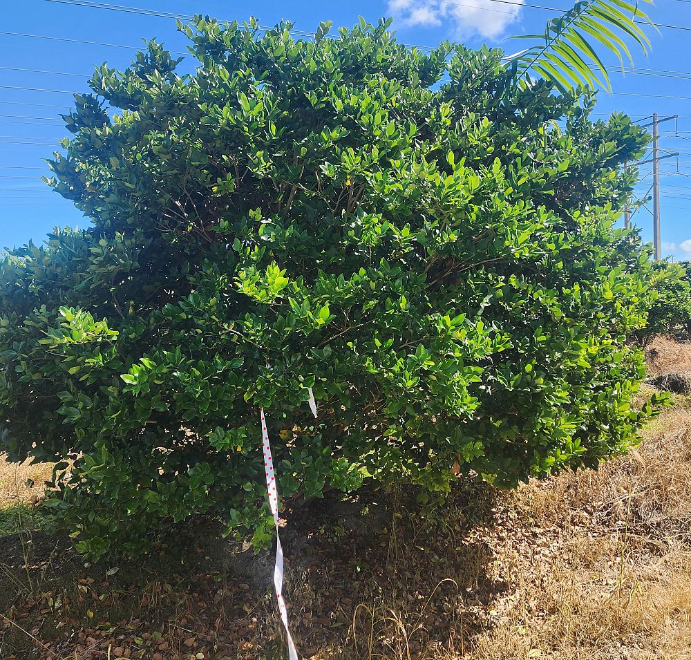 ligustrum-japonicum-japanese-privet-wax-leaf-ligustrum