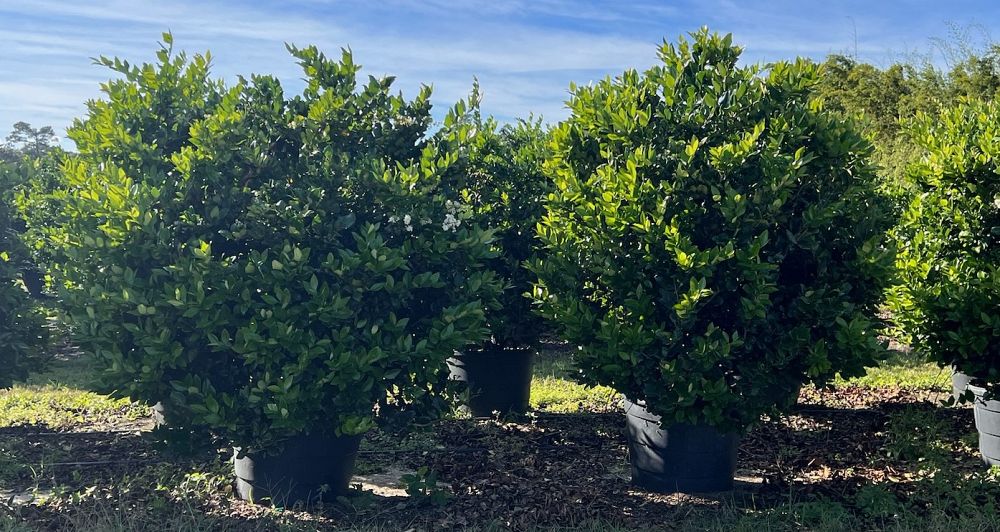 ligustrum-japonicum-japanese-privet-wax-leaf-ligustrum