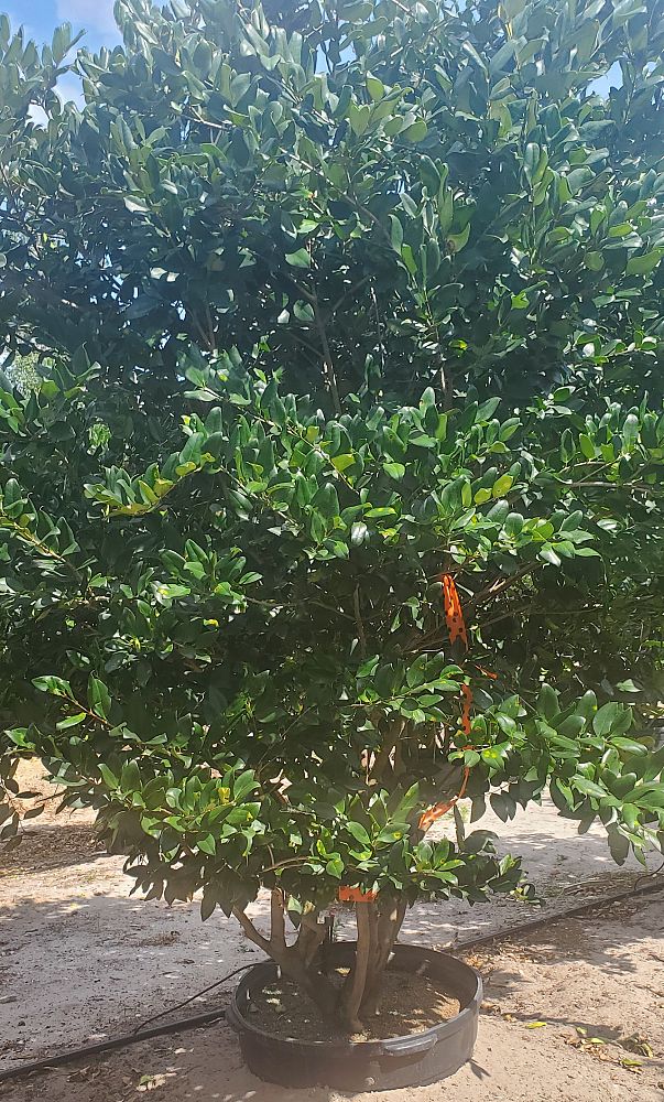 ligustrum-japonicum-japanese-privet-wax-leaf-ligustrum