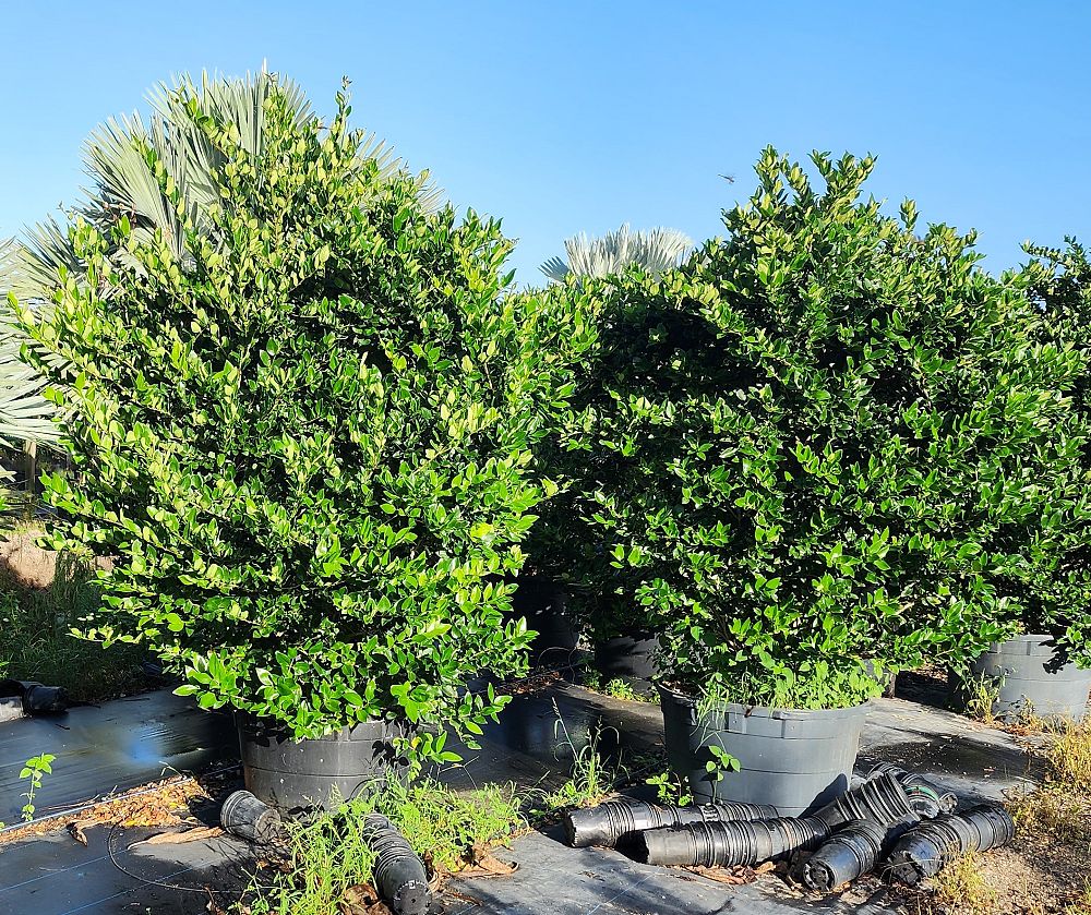 ligustrum-japonicum-japanese-privet-wax-leaf-ligustrum
