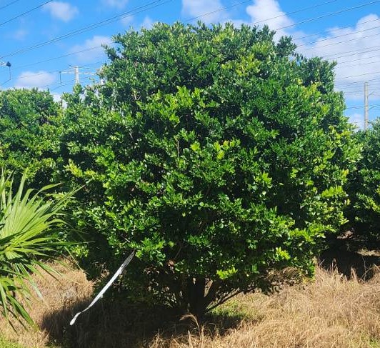 ligustrum-japonicum-japanese-privet-wax-leaf-ligustrum