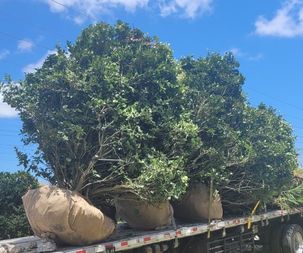ligustrum-japonicum-japanese-privet-wax-leaf-ligustrum
