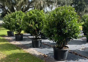 ligustrum-japonicum-japanese-privet-wax-leaf-ligustrum