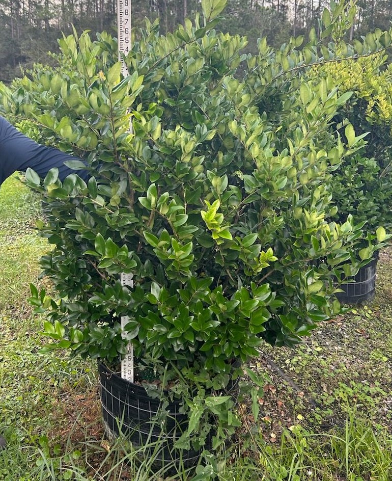 ligustrum-japonicum-japanese-privet-wax-leaf-ligustrum