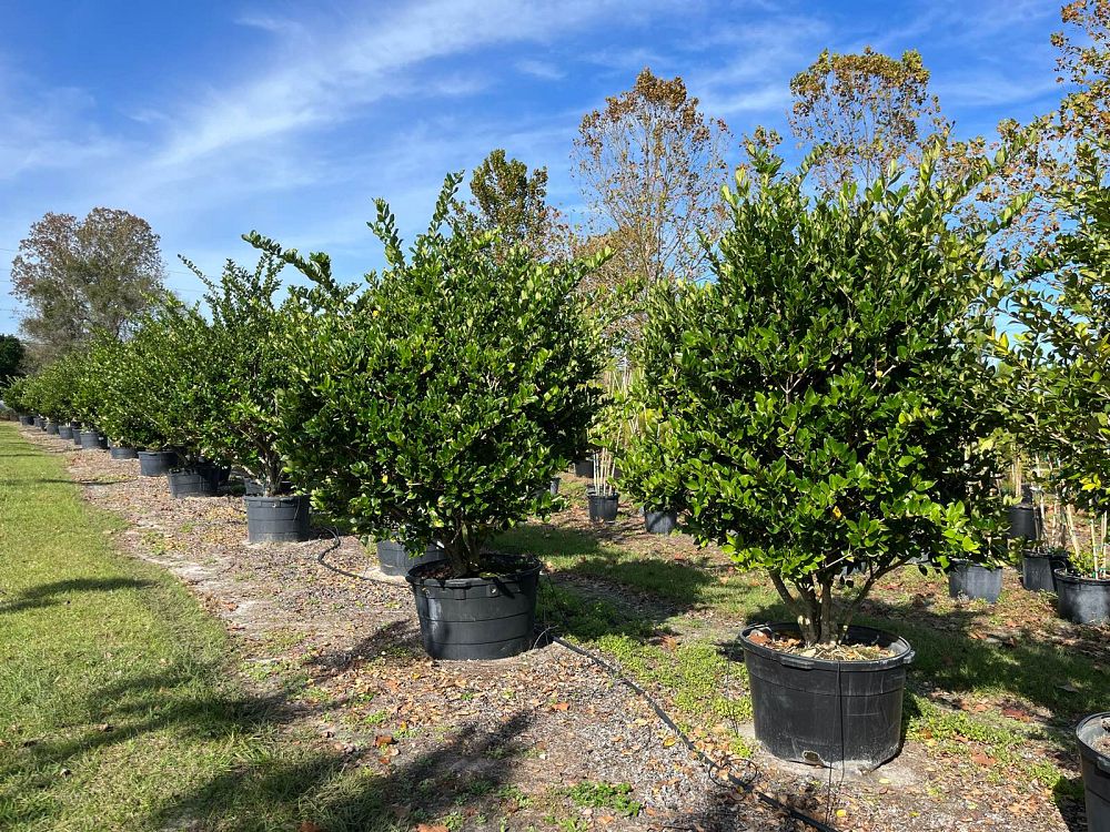 ligustrum-japonicum-japanese-privet-wax-leaf-ligustrum