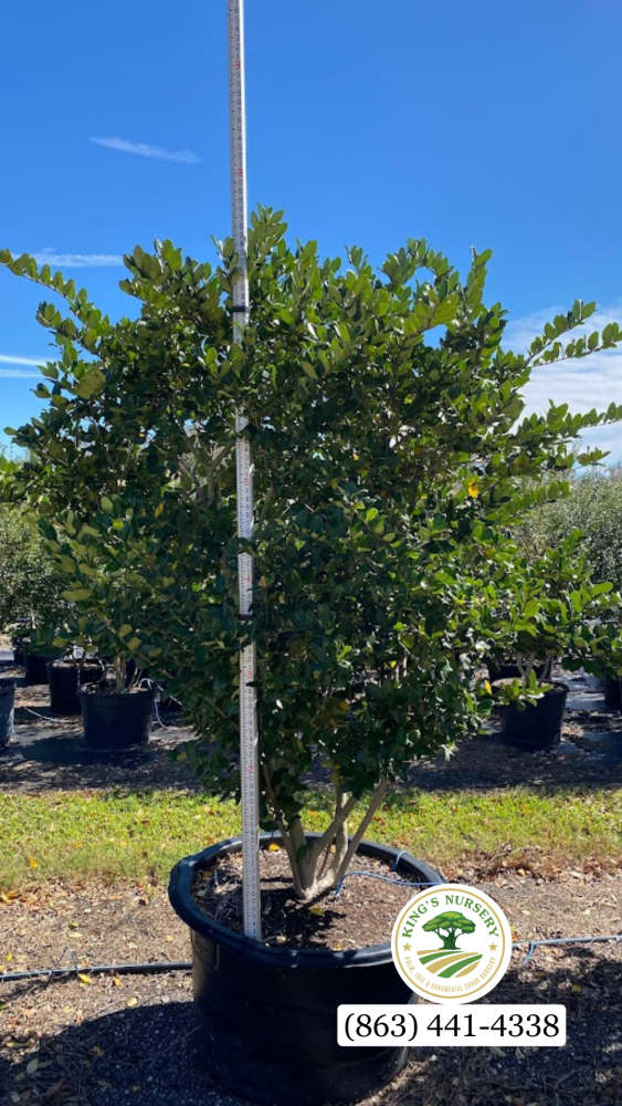 ligustrum-japonicum-japanese-privet-wax-leaf-ligustrum
