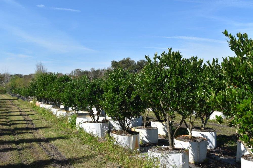 ligustrum-japonicum-japanese-privet-wax-leaf-ligustrum