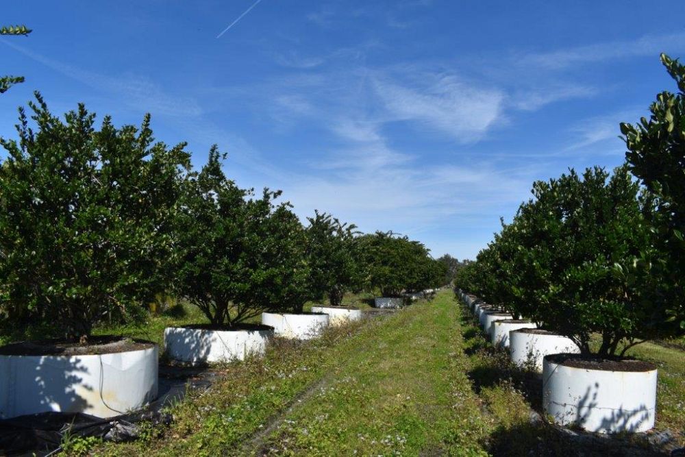 ligustrum-japonicum-japanese-privet-wax-leaf-ligustrum