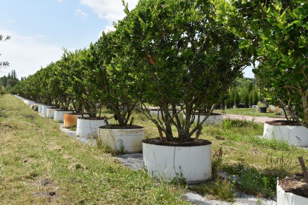 ligustrum-japonicum-japanese-privet-wax-leaf-ligustrum