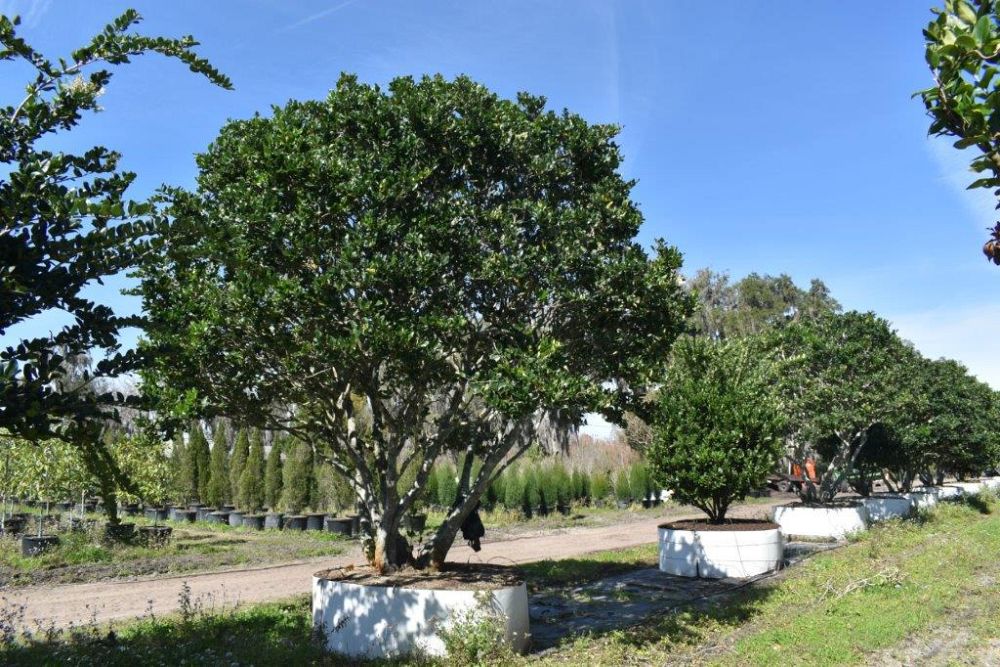 ligustrum-japonicum-japanese-privet-wax-leaf-ligustrum