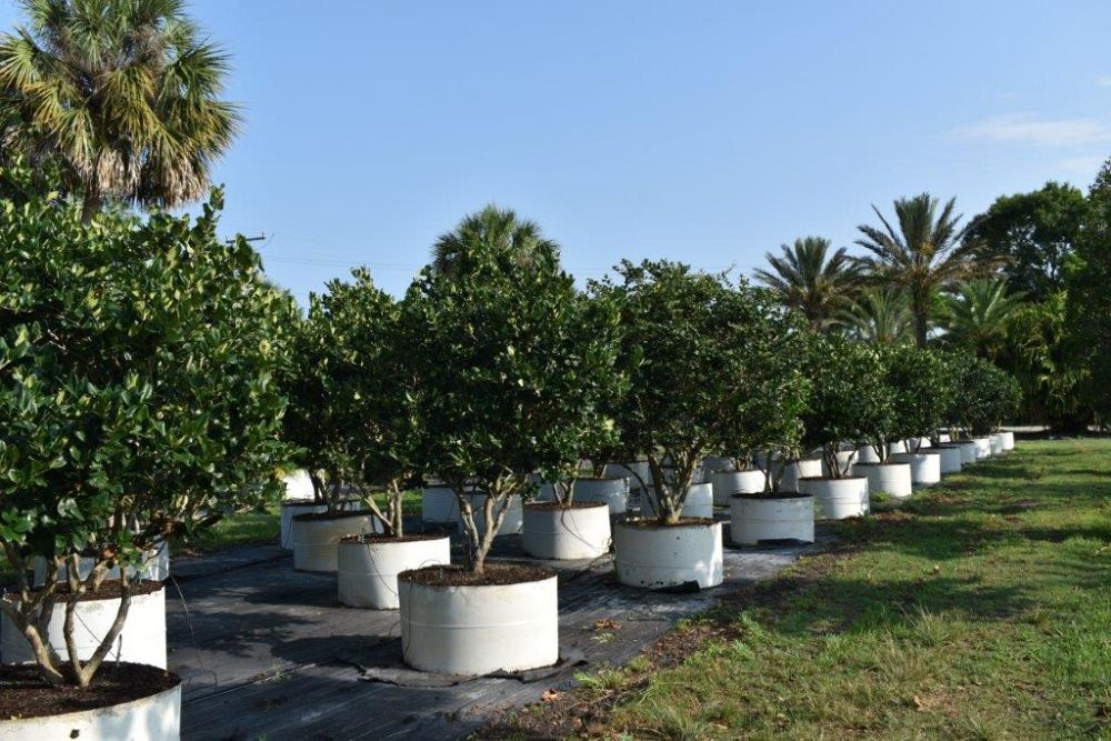 ligustrum-japonicum-japanese-privet-wax-leaf-ligustrum