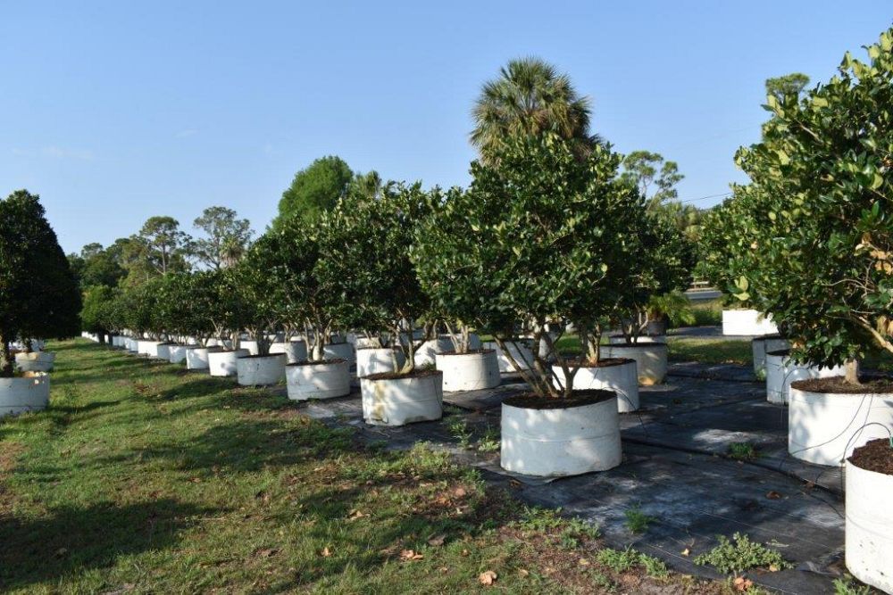 ligustrum-japonicum-japanese-privet-wax-leaf-ligustrum