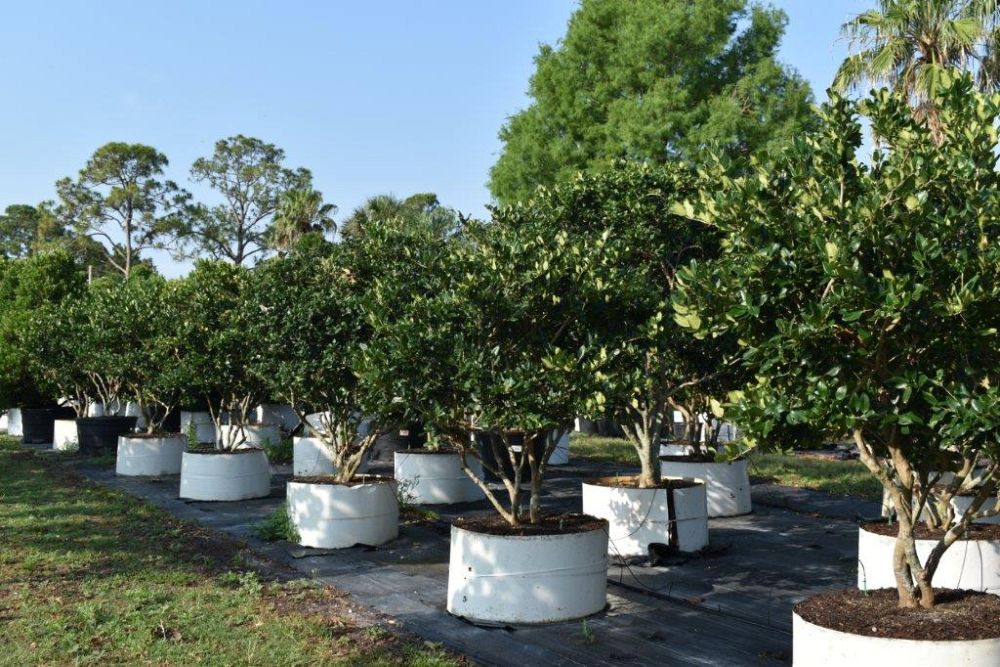 ligustrum-japonicum-japanese-privet-wax-leaf-ligustrum