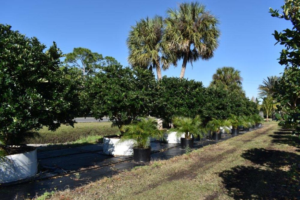 ligustrum-japonicum-japanese-privet-wax-leaf-ligustrum