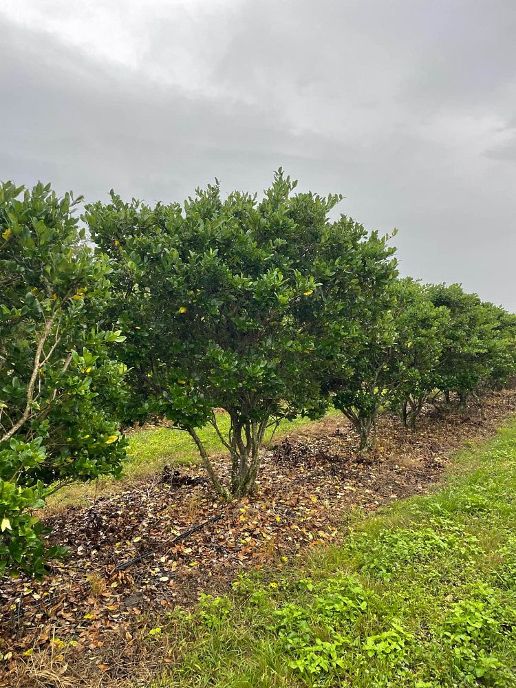 ligustrum-japonicum-japanese-privet-wax-leaf-ligustrum