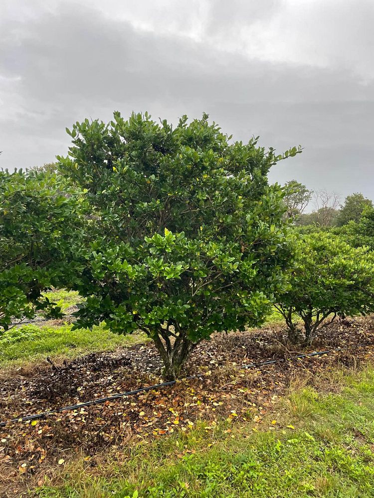 ligustrum-japonicum-japanese-privet-wax-leaf-ligustrum