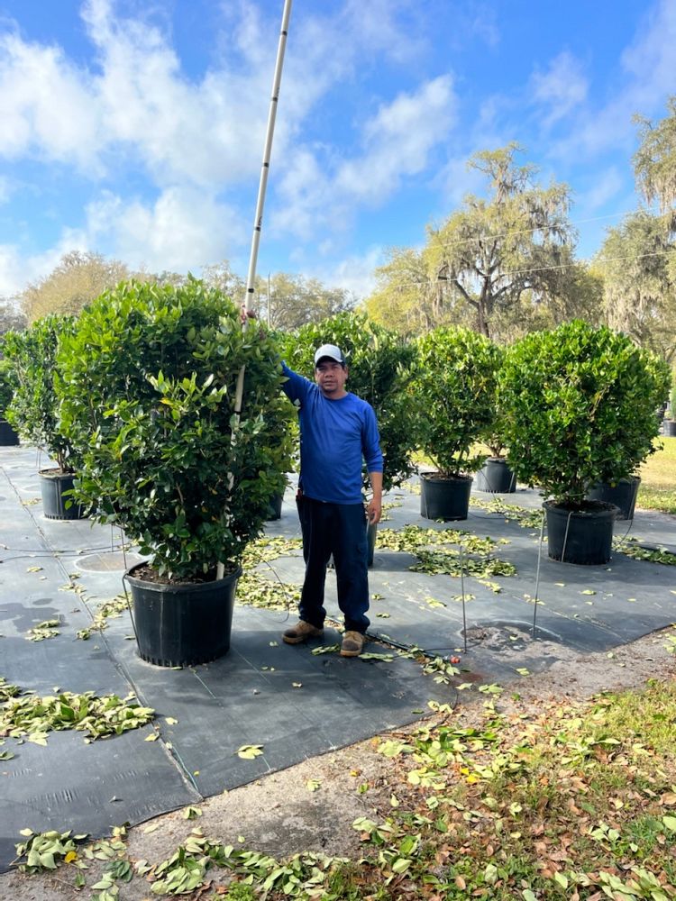 ligustrum-japonicum-japanese-privet-wax-leaf-ligustrum