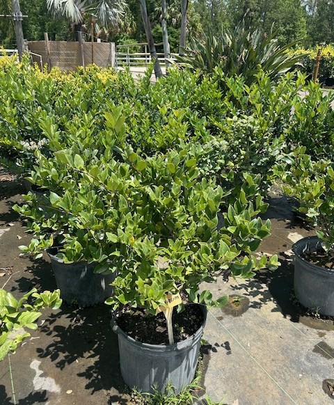 ligustrum-japonicum-japanese-privet-wax-leaf-ligustrum