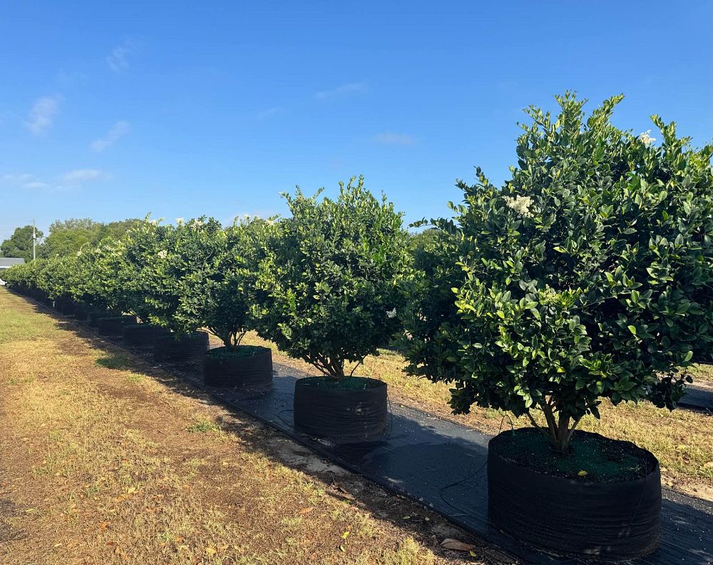 ligustrum-japonicum-japanese-privet-wax-leaf-ligustrum