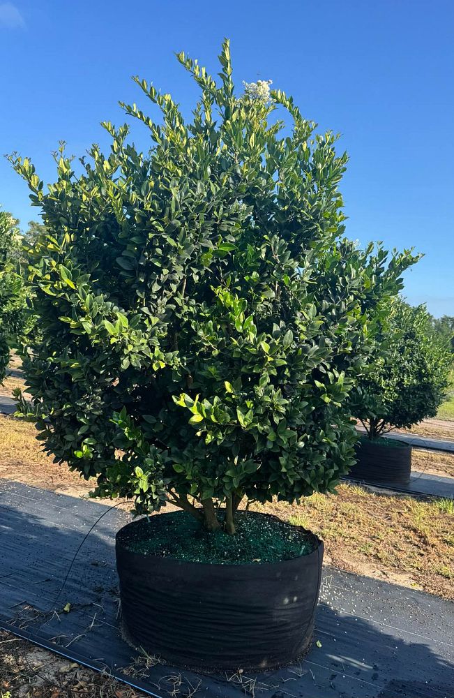 ligustrum-japonicum-japanese-privet-wax-leaf-ligustrum