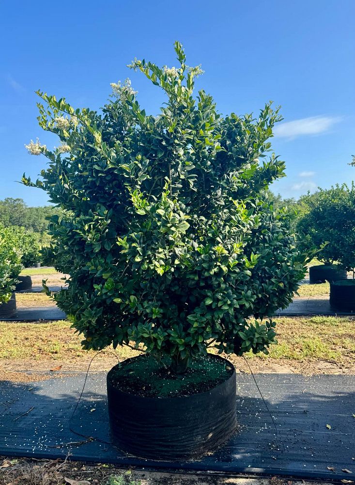 ligustrum-japonicum-japanese-privet-wax-leaf-ligustrum