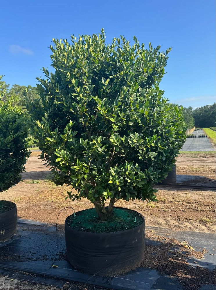 ligustrum-japonicum-japanese-privet-wax-leaf-ligustrum