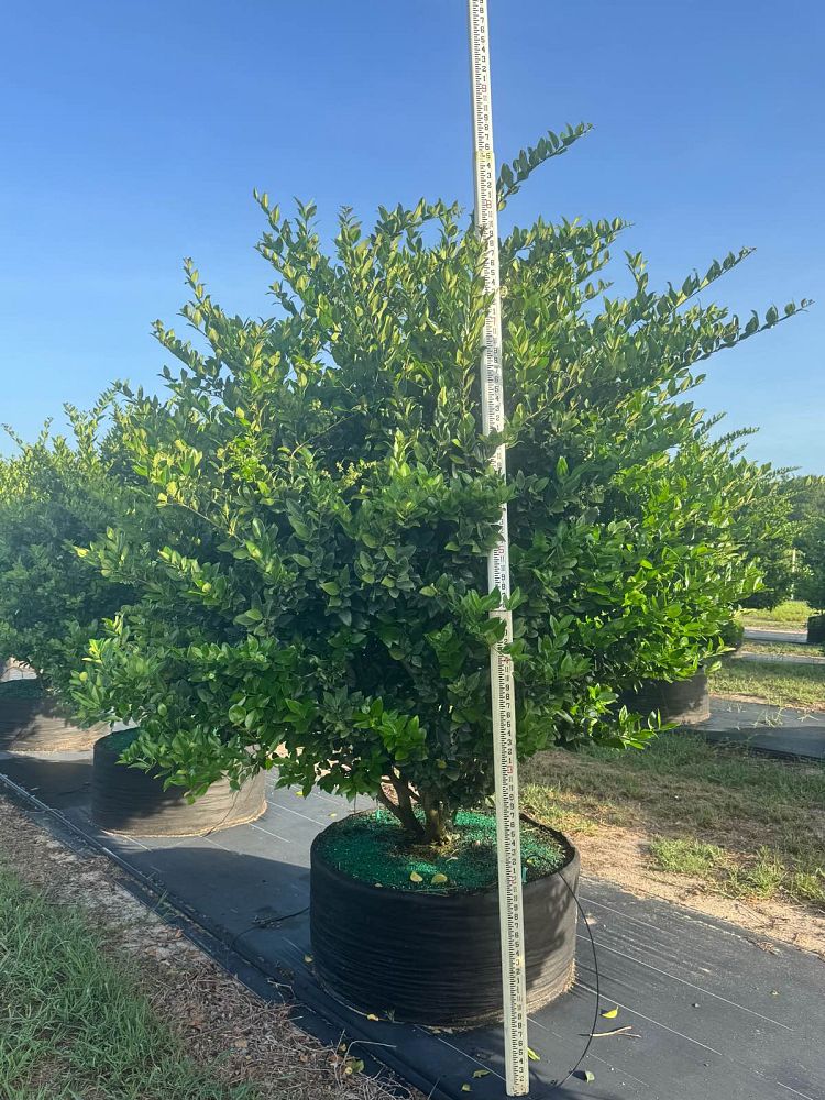 ligustrum-japonicum-japanese-privet-wax-leaf-ligustrum