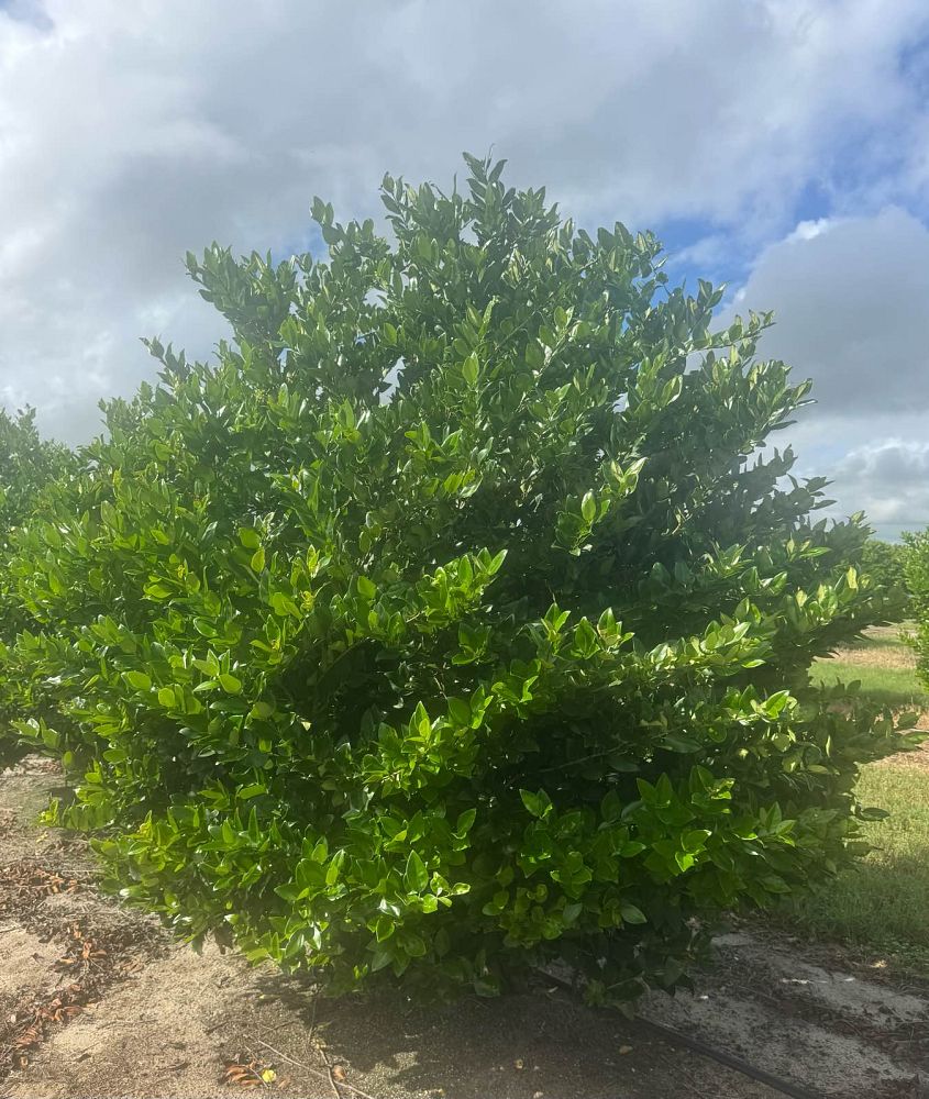 ligustrum-japonicum-japanese-privet-wax-leaf-ligustrum