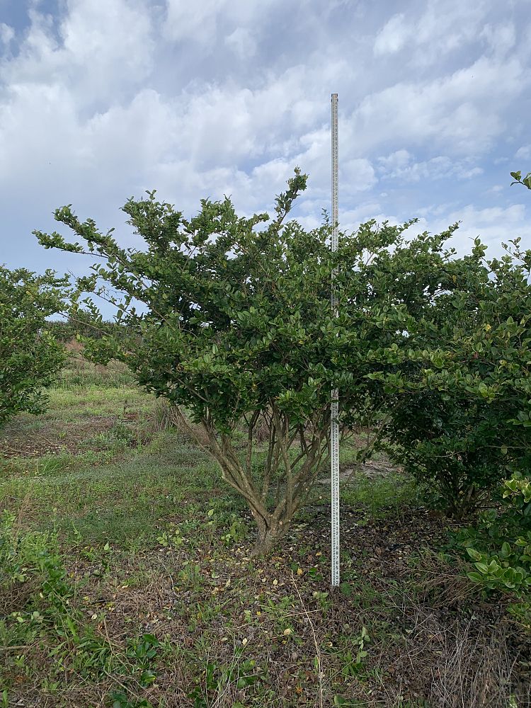ligustrum-japonicum-japanese-privet-wax-leaf-ligustrum