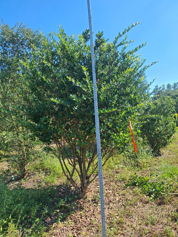 ligustrum-japonicum-japanese-privet-wax-leaf-ligustrum