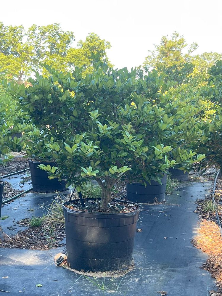 ligustrum-japonicum-japanese-privet-wax-leaf-ligustrum