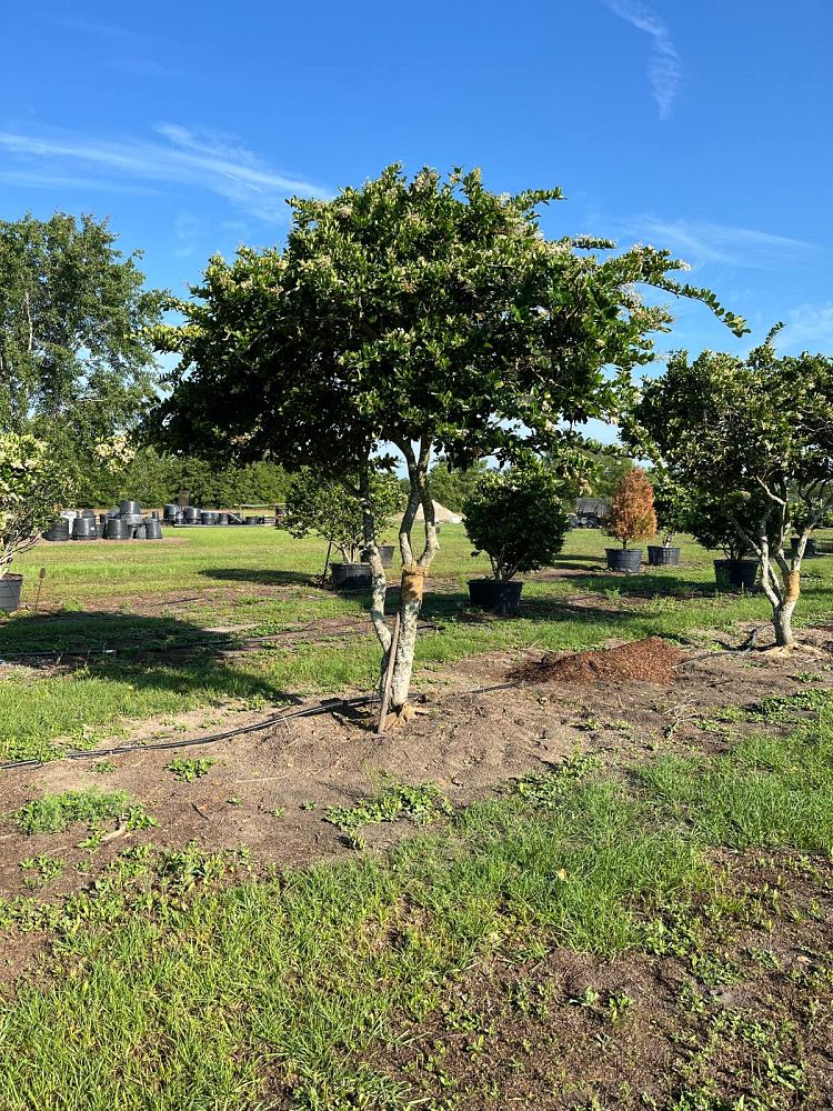 ligustrum-japonicum-japanese-privet-wax-leaf-ligustrum