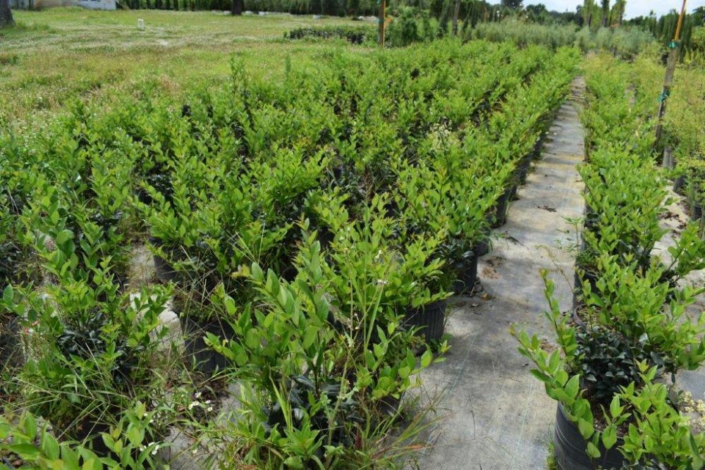 ligustrum-japonicum-japanese-privet-wax-leaf-ligustrum
