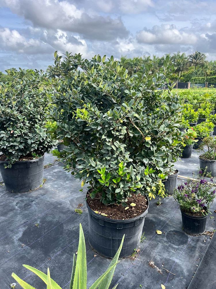 ligustrum-japonicum-japanese-privet-wax-leaf-ligustrum