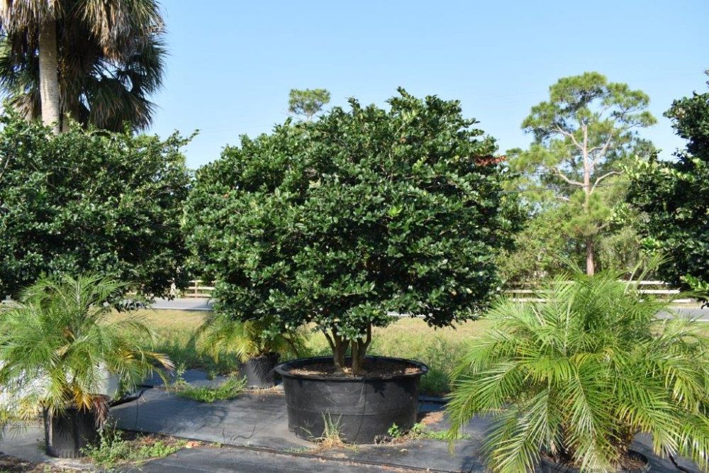 ligustrum-japonicum-japanese-privet-wax-leaf-ligustrum